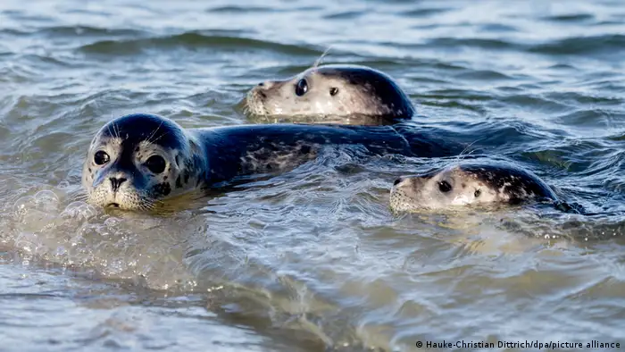 Drei Seehunde schwimmen am Ostende der Insel Juist in der Nordsee, Deutschland