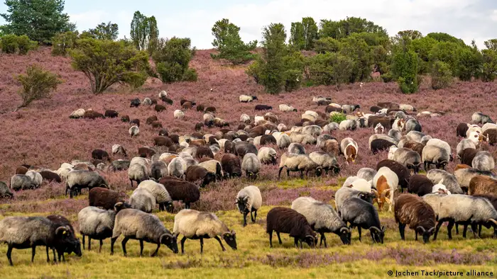 Heidschnucken Herde in der Lüneburger Heide, Deutschland