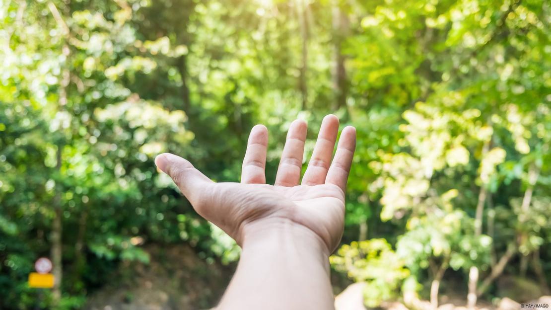 Una mano extendida en medio de árboles. Una mano extendida en medio de árboles.