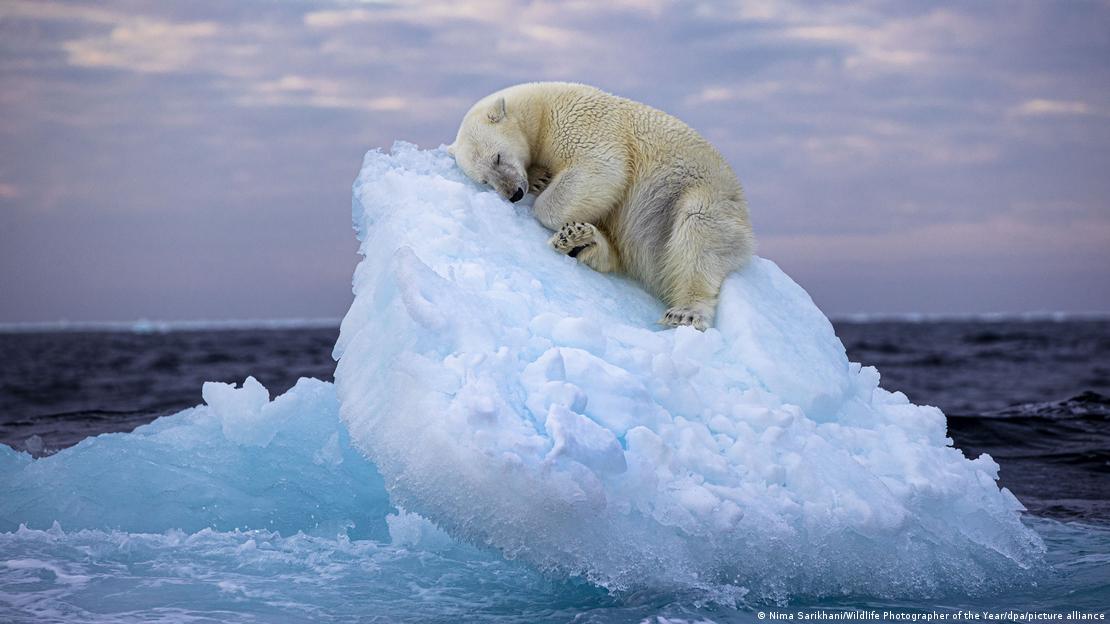 Oso polar se recuesta sobre un pedazo de hielo Ártico.