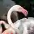Фламинго по кличке Инго в Берлинском зоопарке