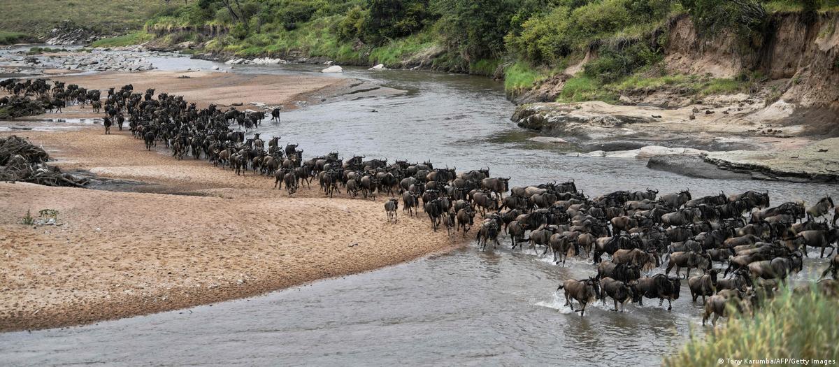 Migration Animals. Examples Migration Of Animals And Plants 14 Of The Greatest Animal Migrations
