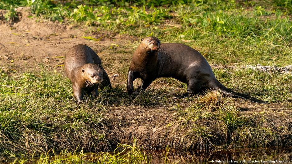 巨大カワウソがドイツからアルゼンチンに帰還 – DW – 2024 年 2 月 13 日