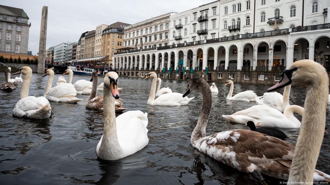 Mjellmat në liqenin Alster në Hamburg