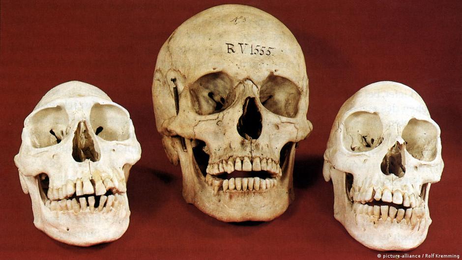 How Germany is handling human remains in museum collections – DW – 03/12/2024 - Vimarsana News