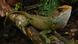 El ejemplar "Enyalioides dickinsoni", nombre científico del reptil hallado en Perú El ejemplar "Enyalioides dickinsoni", nombre científico del reptil hallado en Perú