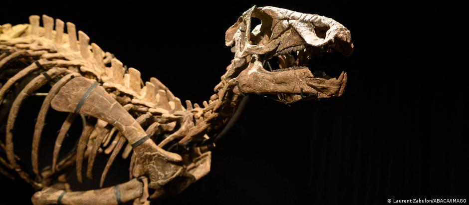 Fósseis do Iguanodon ajudaram a ciência a classificar esses animais como dinossauros