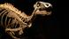El esqueleto fosilizado de un Iguanodón El esqueleto fosilizado de un Iguanodón