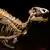 El esqueleto fosilizado de un Iguanodón