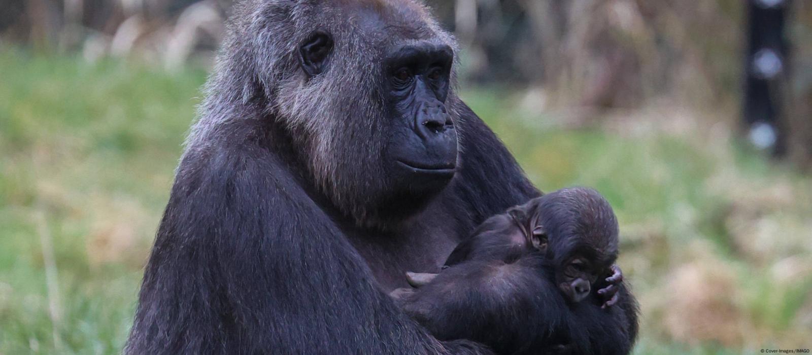 London Zoo welcomes another endangered baby gorilla – DW – 02/14/2024