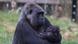 The mother, Effie, with her newborn at the London Zoo The mother, Effie, with her newborn at the London Zoo