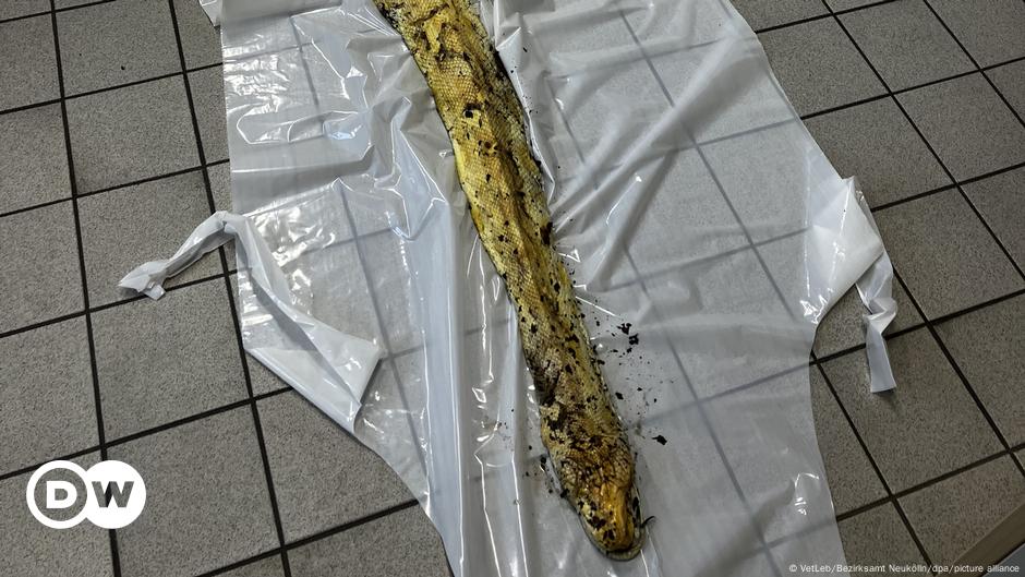 Een grote dode python werd gevonden in een park in Berlijn – DW – 14.02.2024