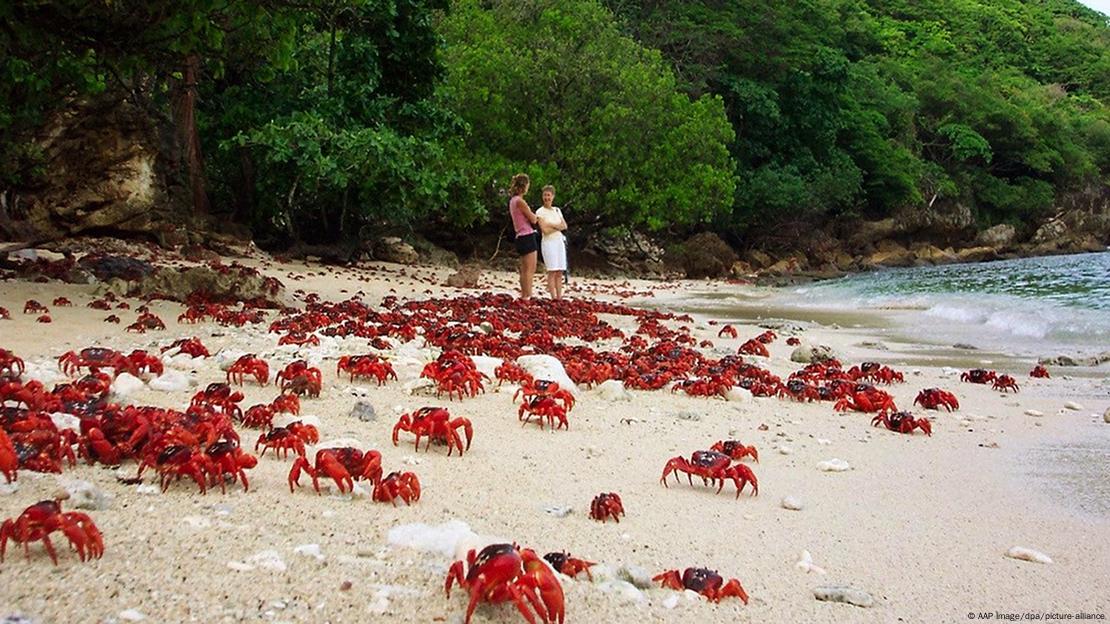 Praia da Ilha do Natal, Austrália, cheia de caranguejos-vermelhos