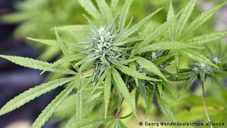Die für den 1. April angekündigte Teil-Legalisierung von Cannabis in Deutschland steht auf der Kippe.