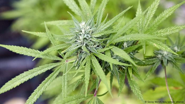 Essas plantas de cannabis poderão ser cultivadas em pequenas quantidades na Alemanha no futuro