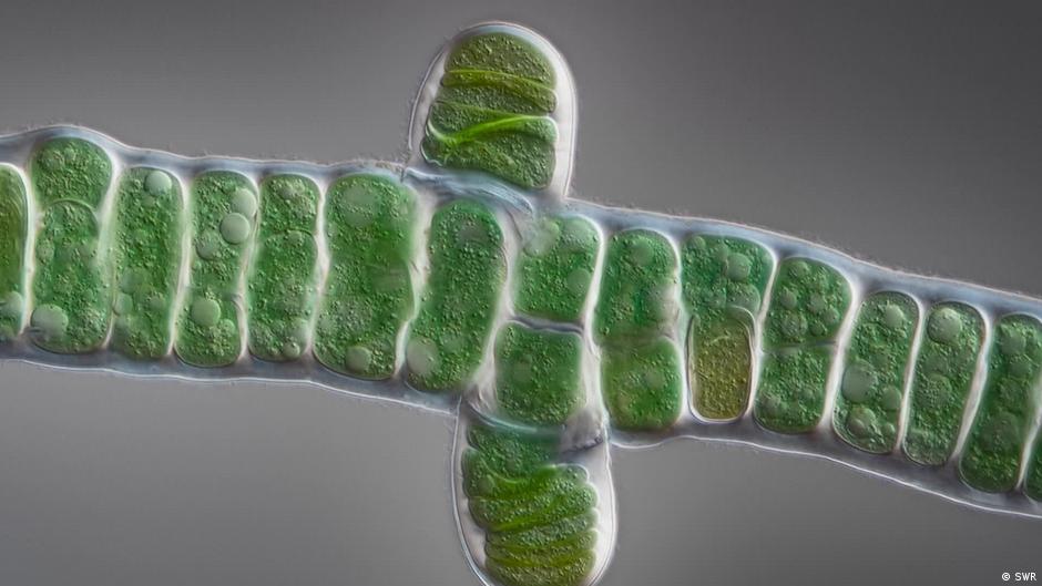 Hope Is Green Can Algae Save The World