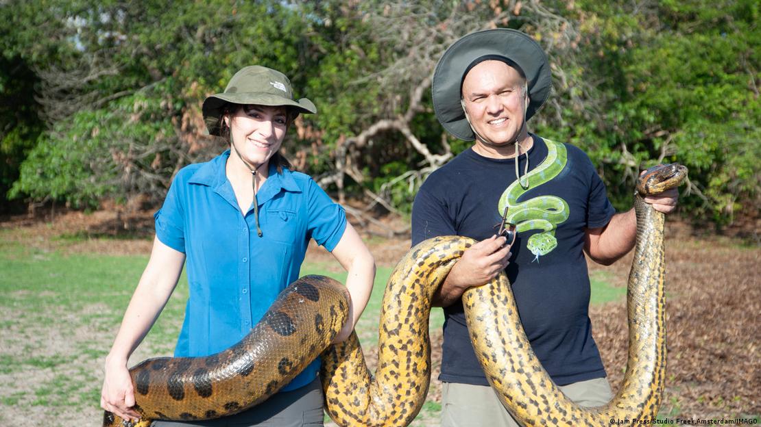 Brasilien Amazonas Regenwald neue Anaconda-Art entdeckt