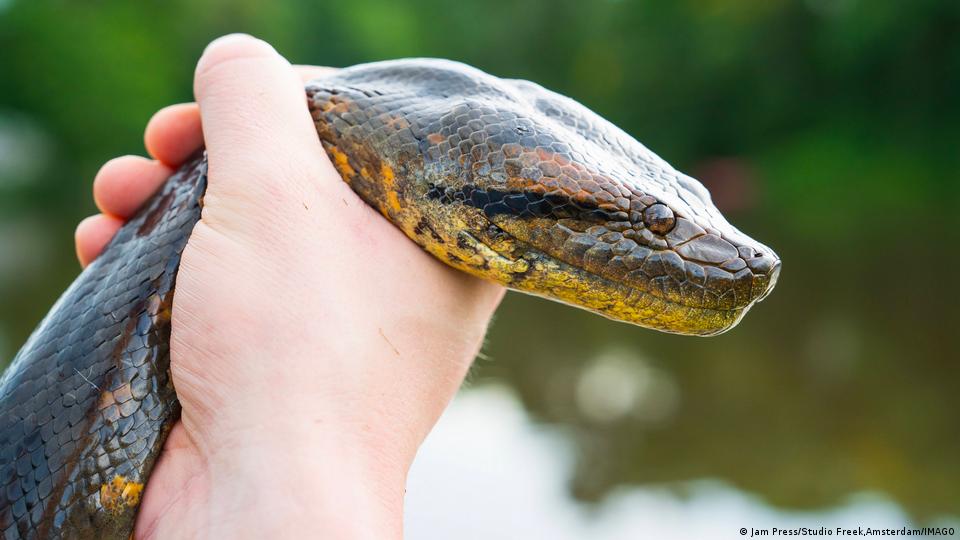 Descubren la nueva especie de serpiente más grande del mundo – DW – 21/02/2024