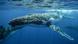 La disminución en la población de ballenas jorobadas es más acentuada en el Pacífico norte La disminución en la población de ballenas jorobadas es más acentuada en el Pacífico norte