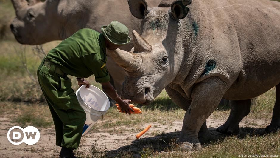 Last chance for the northern white rhino DW 02/23/2024