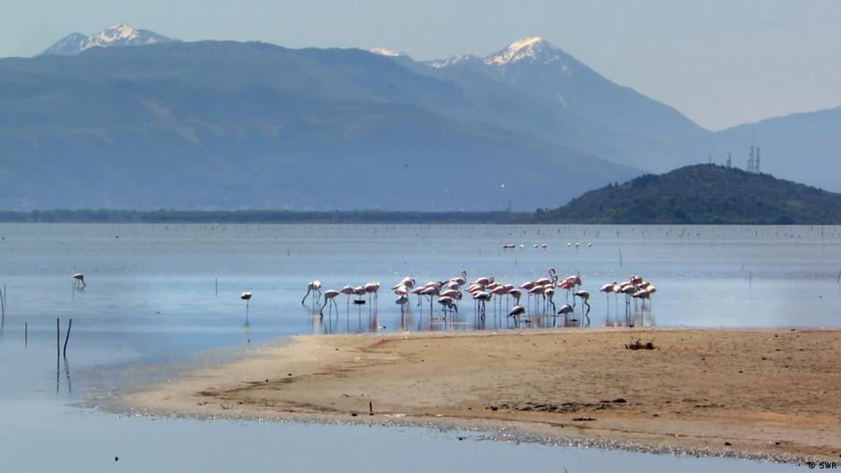Flamingos or an Airport? - Nature Under Threat in Albania – DW – 02/27/2024 - Vimarsana News