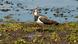 A lapwing stands in a resting area on a moorland meadow A lapwing stands in a resting area on a moorland meadow