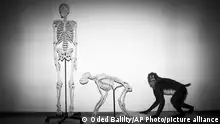 Why Humans Lack Tails - FILE - Skeletons of a human and a monkey await installation at the Steinhardt Museum of Natural History in Tel Aviv, Israel on Monday, Feb 19, 2018. Around 20 or 25 million years ago, when apes diverged from monkeys, our branch of the tree of life shed its tail. In a paper published in the journal Nature on Wednesday, Feb. 28, 2024, researchers identify at least one of the key genetic tweaks that led to this change. (AP Photo/Oded Balilty, File)