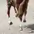 A horse gallops