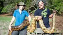 VIDEO: World s largest snake discovered in Amazon Rainforest and is 26ft long and weighs 440lbs Story from Jam Press Biggest Snake Pictured: Professor Jesus Rivas and his wife. VIDEO: World s largest snake discovered in Amazon Rainforest and is 26ft long and weighs 440lbs The worlds largest snake has been discovered in the Amazon Rainforest and is 26ft long and weighs 440 lbs. The Northern Green Anaconda is as thick as a car tyre with a head the size of a humans. It was found by TV wildlife presenter Professor Freek Vonk in remote Brazil. The colossal snake is bigger than the previous biggest known species - the reticulated python. They average 20ft 5ins long. Before now, only one species of Green Anaconda also called t PUBLICATIONxINxGERxAUTxSUIxNEDxBELxCHNxINDxMLTxCYPxONLY Copyright: xJamxPress/StudioxFreek,xAmsterdam.