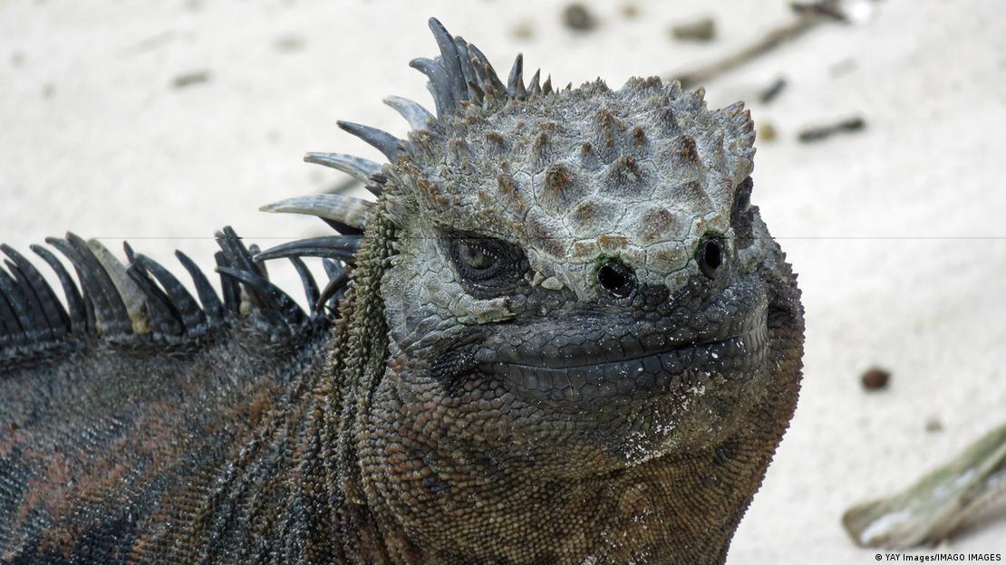 Iguana en las Islas Galápagos