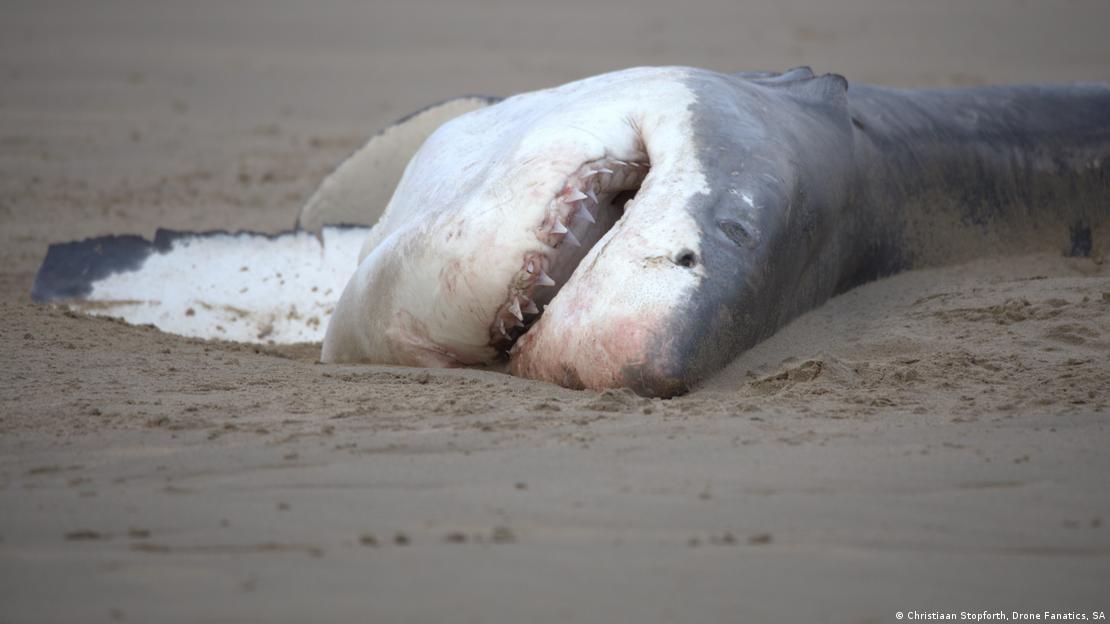 Cadáver de tiburón blanco en la playa.