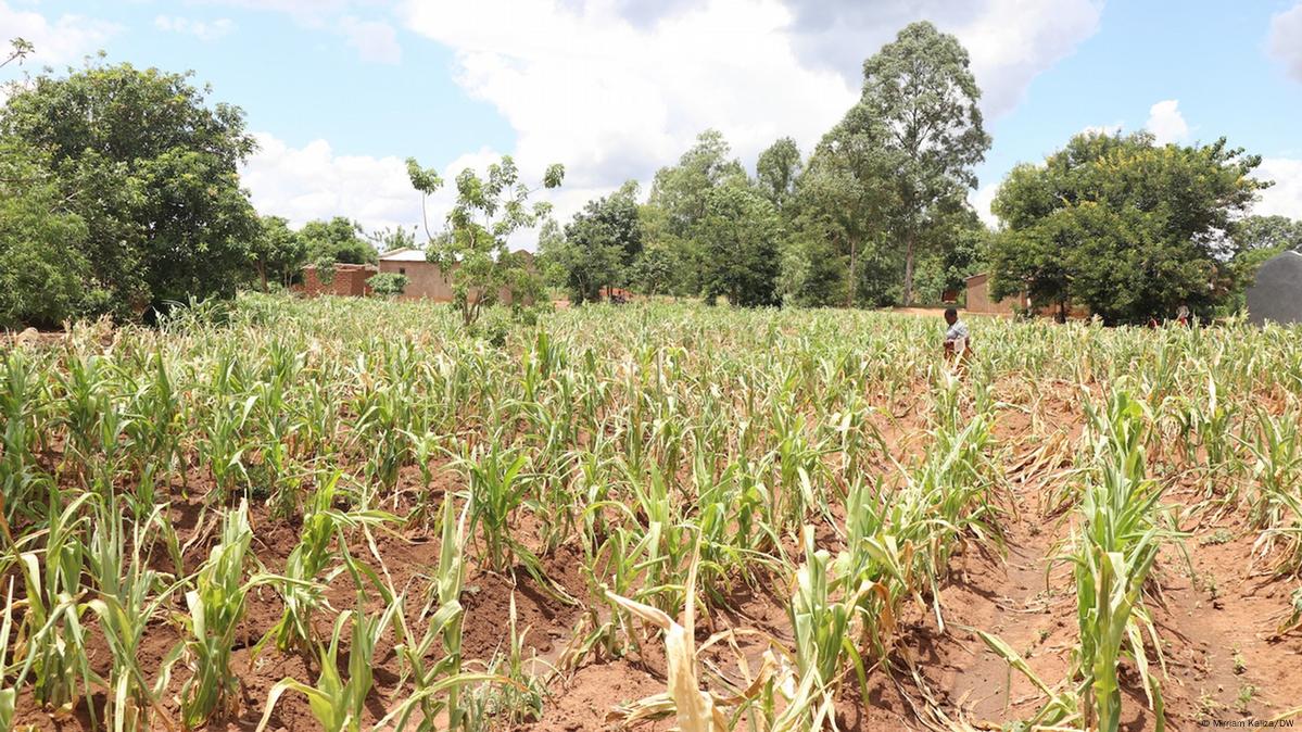 More drought across sub-Saharan Africa – DW – 03/04/2024