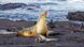 Lobo marino de Galápagos (Zalophus wollebaeki) e iguanas marinas (Amblyrhynchus cristatus) en Punta Espinoza, Isla Fernandina, Galápagos, Ecuador. (Archivo: 27.01.2023) Lobo marino de Galápagos (Zalophus wollebaeki) e iguanas marinas (Amblyrhynchus cristatus) en Punta Espinoza, Isla Fernandina, Galápagos, Ecuador. (Archivo: 27.01.2023)