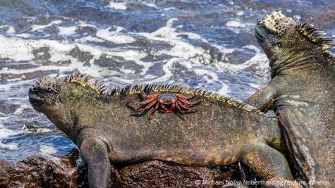 Iguanas en las islas Galápagos Iguanas en las islas Galápagos