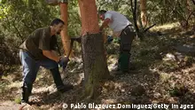 ALCALA DE LOS GAZULES, SPAIN - JULY 03: Two axemen 'Hachas' remove the bark of a cork oak at Parque Natural de los Alcornocales on July 3, 2013 near Alcala de los Gazules, Spain. Spain and Portugal are the largest producers of cork in the world with Los Alcornocales Natural Park in the Iberian Peninsula being the leading region for production. The ancient cork cultivated in these oak forests is a major world export, financially benefitting the region. The bark from the oak is harvested every nine years, through traditional methods. The best planks are sourced for wine bottling corks while the rest is processed into agglomerate cork. (Photo by Pablo Blazquez Dominguez/Getty Images)