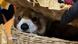 A red panda peers out of a wicker basket A red panda peers out of a wicker basket
