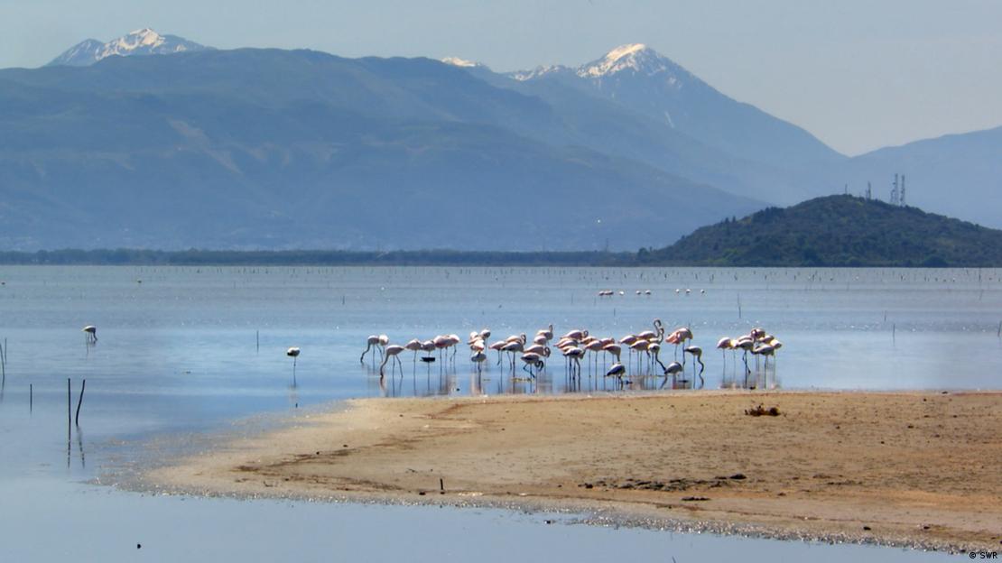 Flamingo - Laguna e Nartës