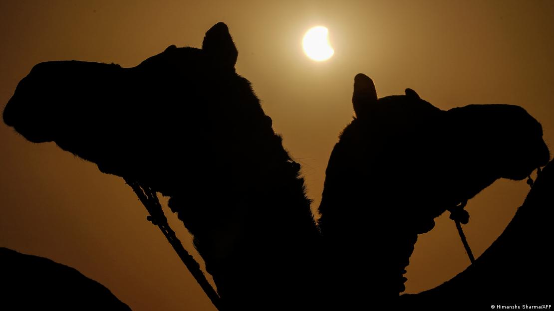 Camellos y un eclipse solar parcial.