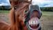 Un caballo haciendo una mueca y sonriendo a cámara en Fráncfort, Alemania. Un caballo haciendo una mueca y sonriendo a cámara en Fráncfort, Alemania.
