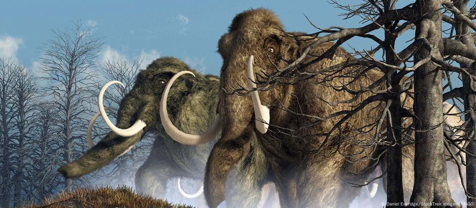 Últimos mamutes-lanosos viveram até cerca de 2.000 a.C, em uma ilha no Ártico