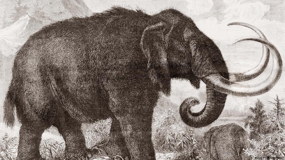 Este logro podría marcar el comienzo de una nueva era en la desextinción: en un avance espectacular, el equipo de Colossal Biosciences dicen acerca estar más cerca al ambicioso sueño de revivir al mamut lanudo para 2028. Este logro podría marcar el comienzo de una nueva era en la desextinción: en un avance espectacular, el equipo de Colossal Biosciences dicen acerca estar más cerca al ambicioso sueño de revivir al mamut lanudo para 2028.