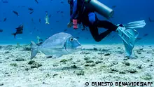Galapagos: Schutz für das Unterwasser-Paradies 
