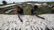 Des femmes cultivent du manioc Des femmes cultivent du manioc