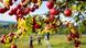 Apples hanging from branch of an apple tree Apples hanging from branch of an apple tree