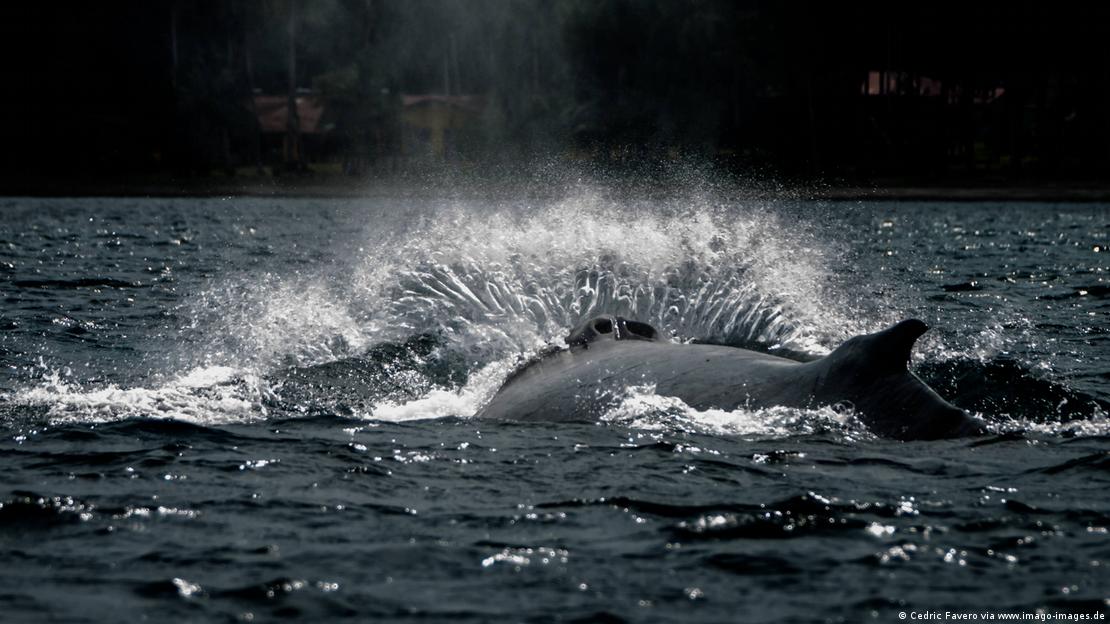 Baleia-jubarte saltando no mar
