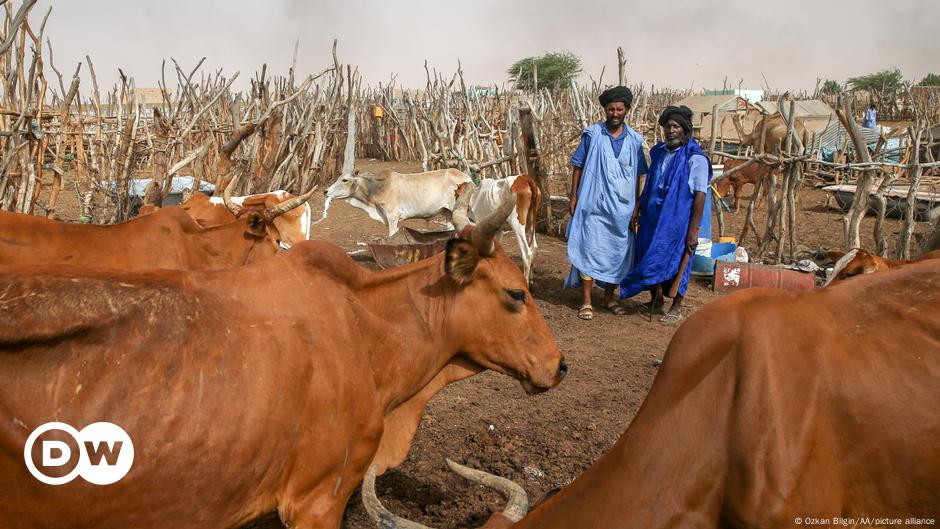 Sahel : le pastoralisme face aux groupes armés