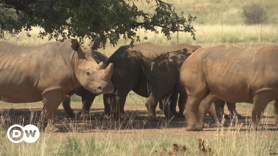 The massive task of rewilding 2,000 rhinos held in captivity – DW – 03 ...