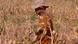 Zimbabwean in field during drought Zimbabwean in field during drought