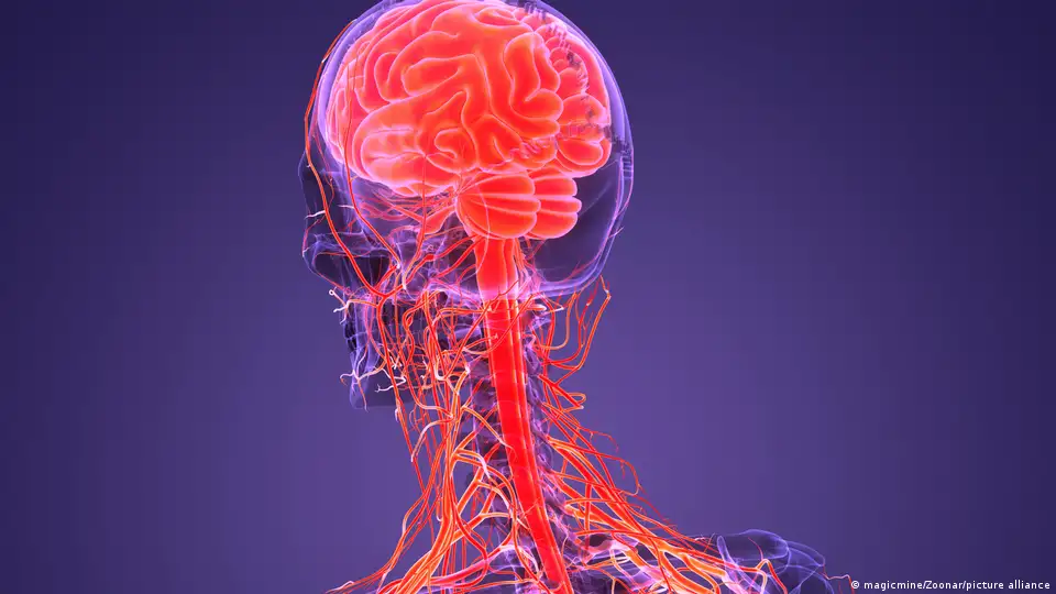 Reviven con éxito cerebro de un cerdo después de su muerte – DW – 25/10/2024