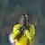 Brazil's Robinho reacts with hands on face after missing a chance to score